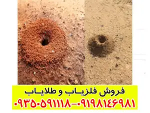 نقش مورچه‌ها در دفینه‌یابی