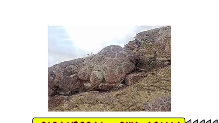 نماد لاکپشت در دفینه یابی