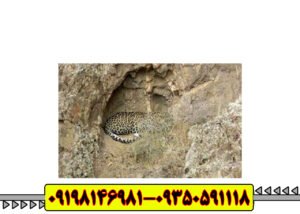 نماد پلنگ در دفینه یابی