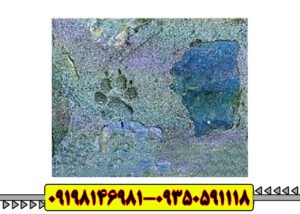 نماد گربه در دفینه یابی 