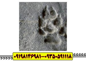 نماد گربه در دفینه یابی 