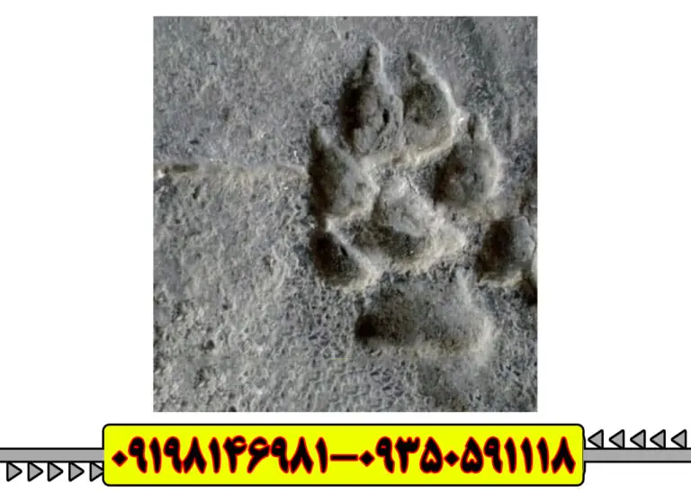 نماد گربه در دفینه یابی